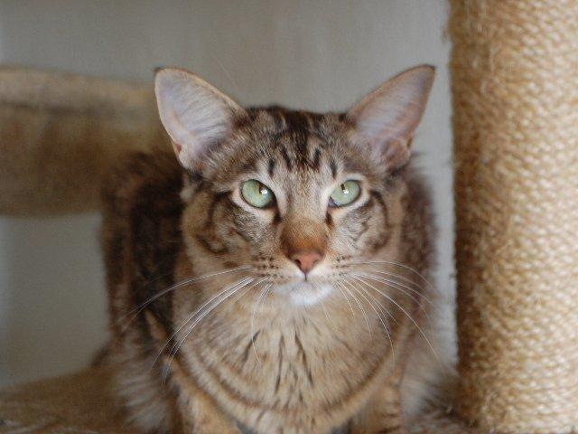 Orientalsk Langhåret DK*Arjuna's Al "Scarface" Capone - I et stille øjeblik. billede 20