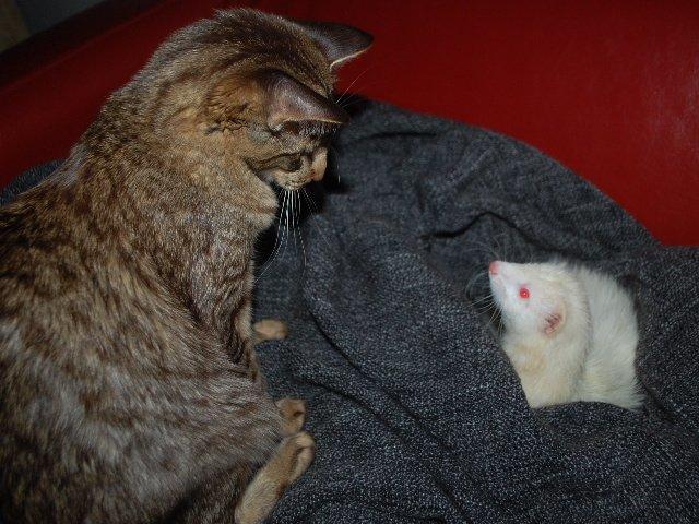 Orientalsk Langhåret DK*Arjuna's Al "Scarface" Capone - Med ilderen Hyper billede 21