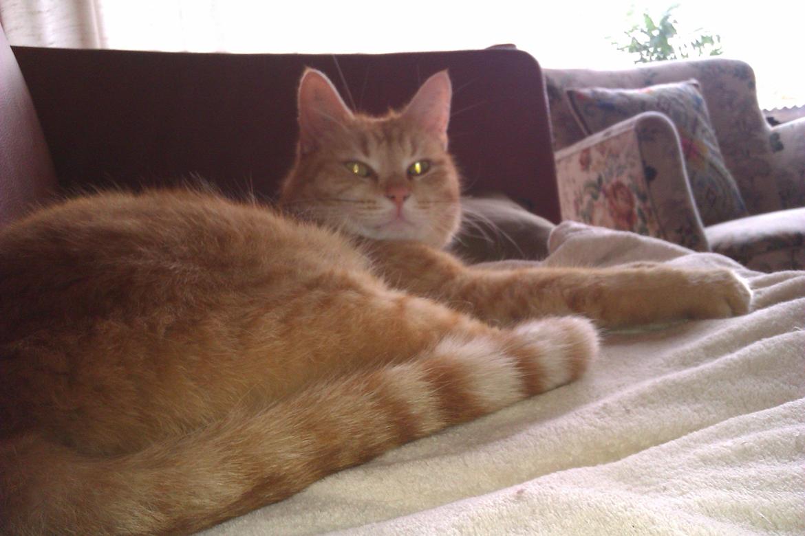 Huskat Basse billede 1