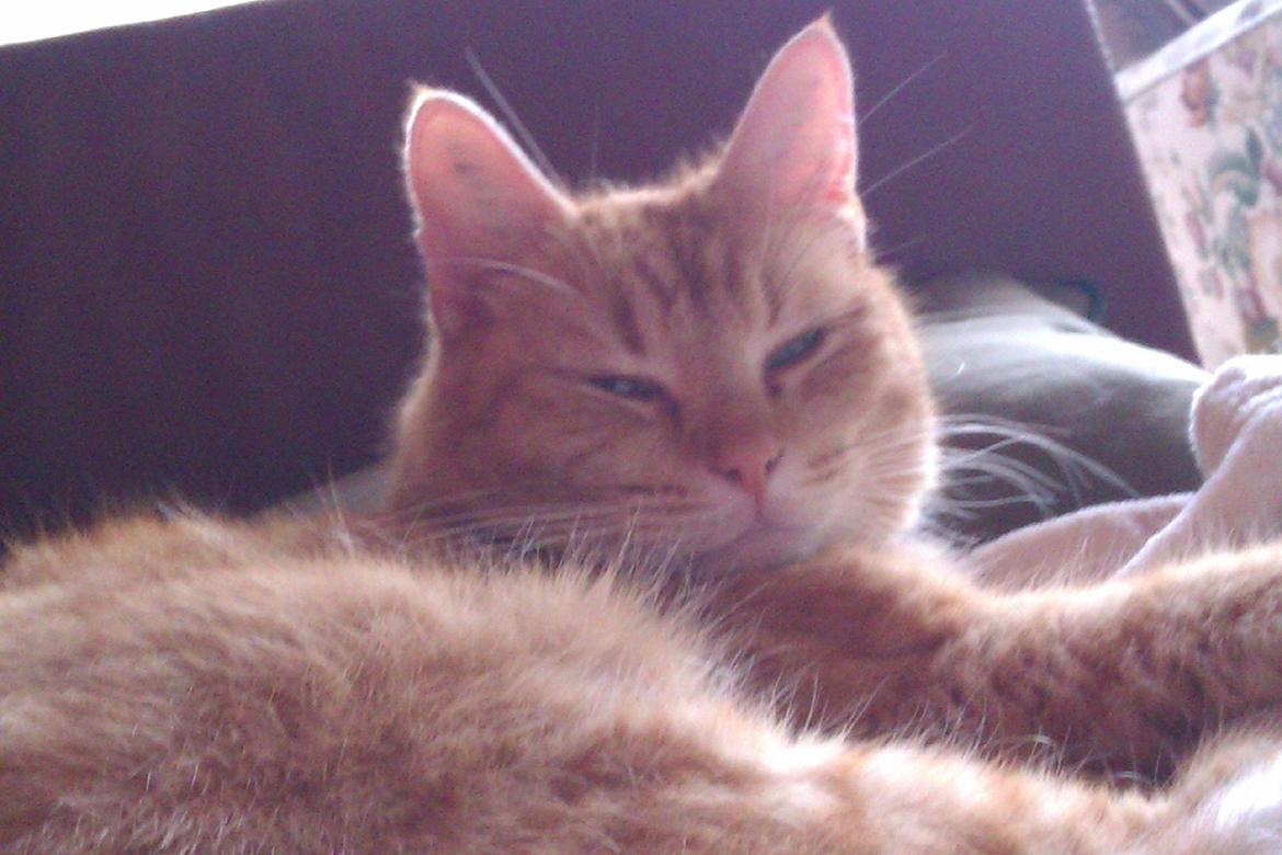 Huskat Basse billede 2