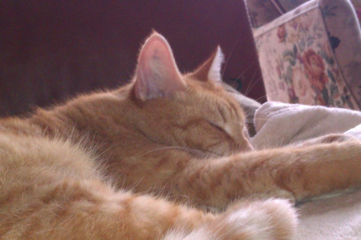 Huskat Basse billede 3