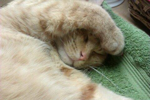 Huskat Basse billede 4