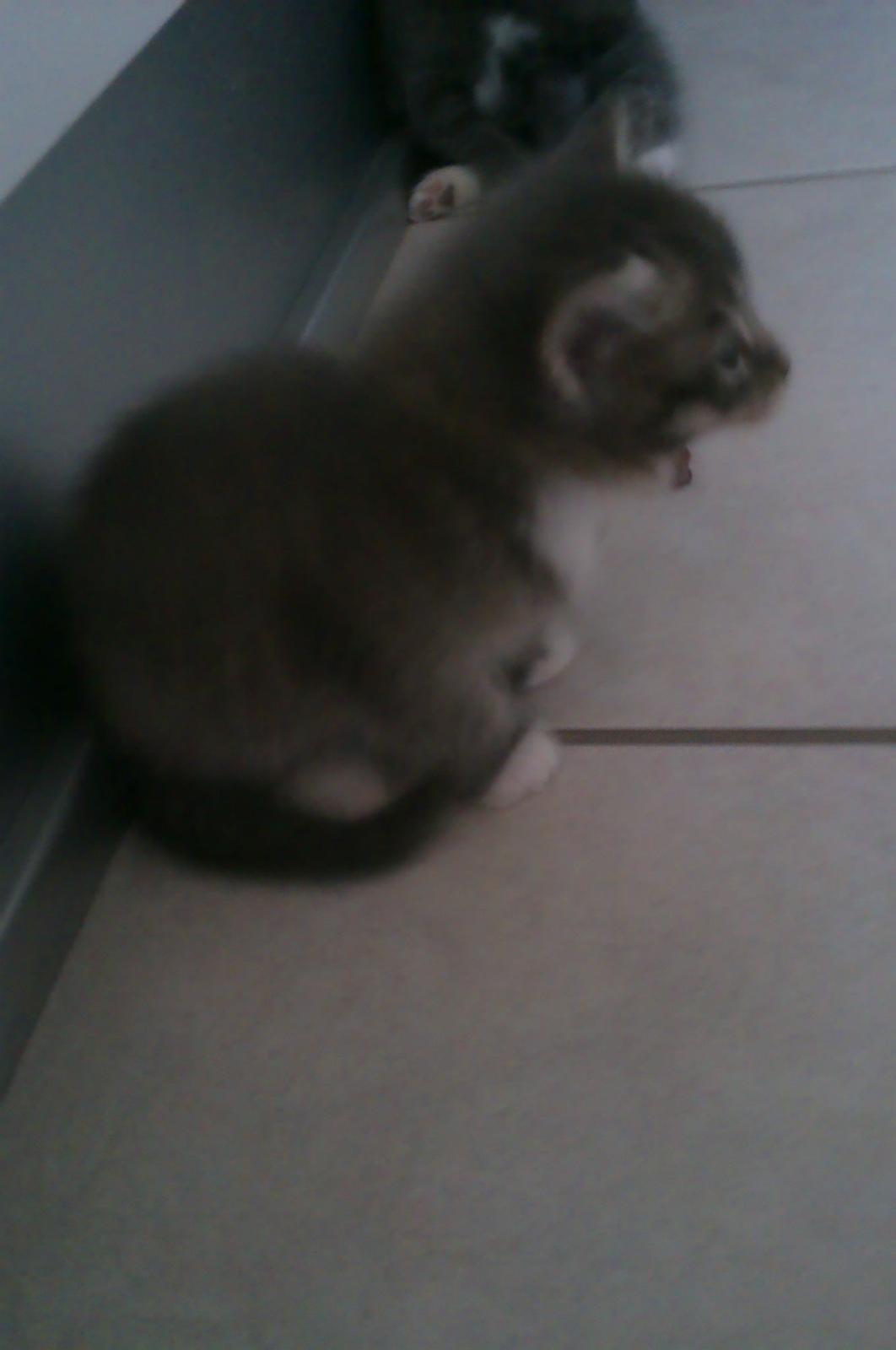 Blanding af racer Molly billede 2