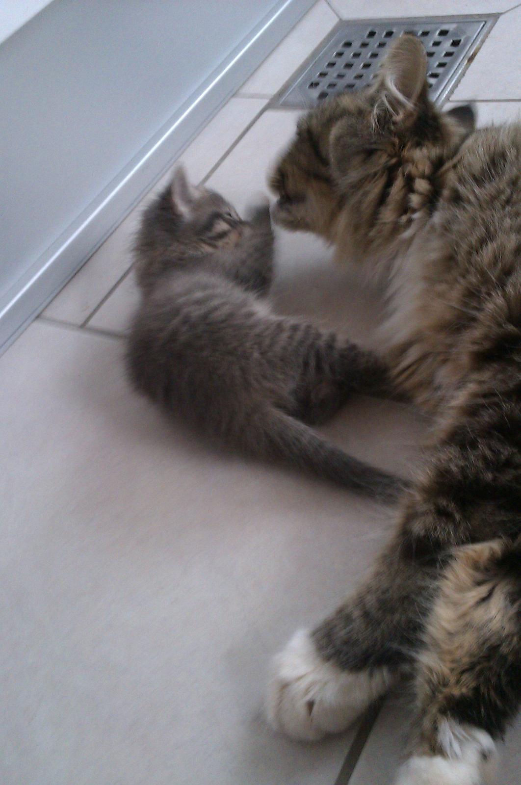 Blanding af racer Molly billede 3