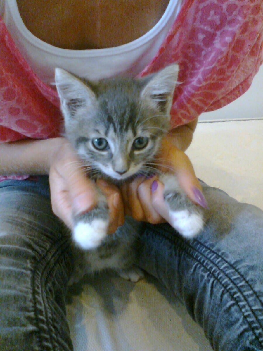 Blanding af racer Molly billede 5