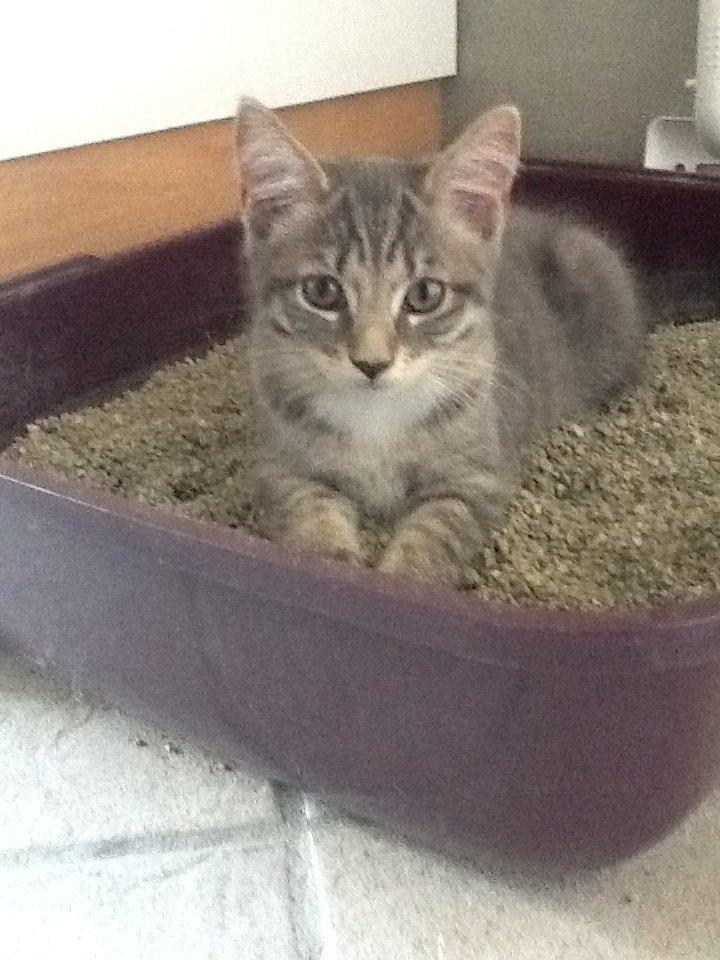 Blanding af racer Molly billede 6