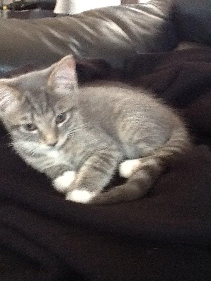 Blanding af racer Molly billede 7