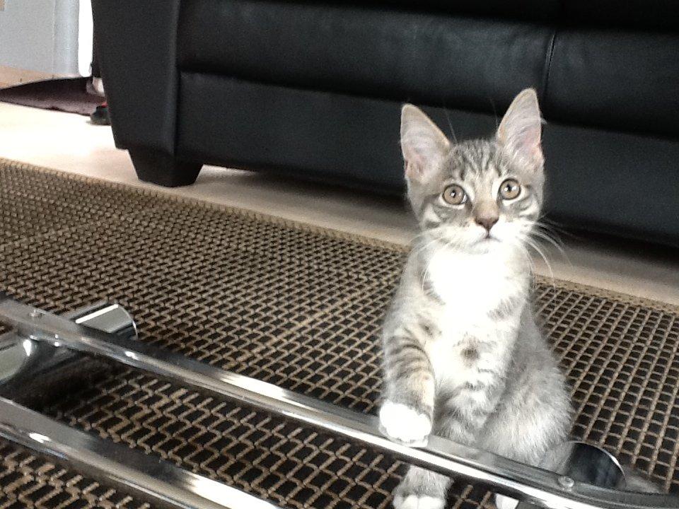 Blanding af racer Molly billede 8