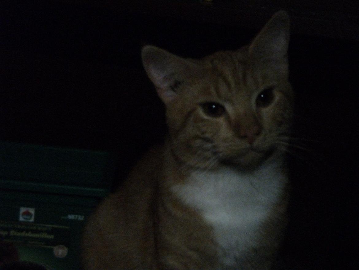 Huskat Oliver billede 6