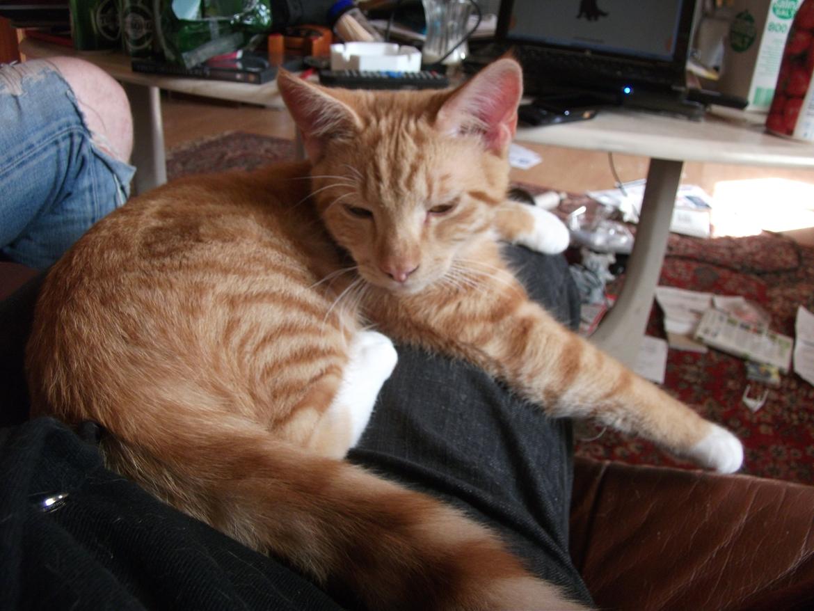 Huskat Oliver billede 7