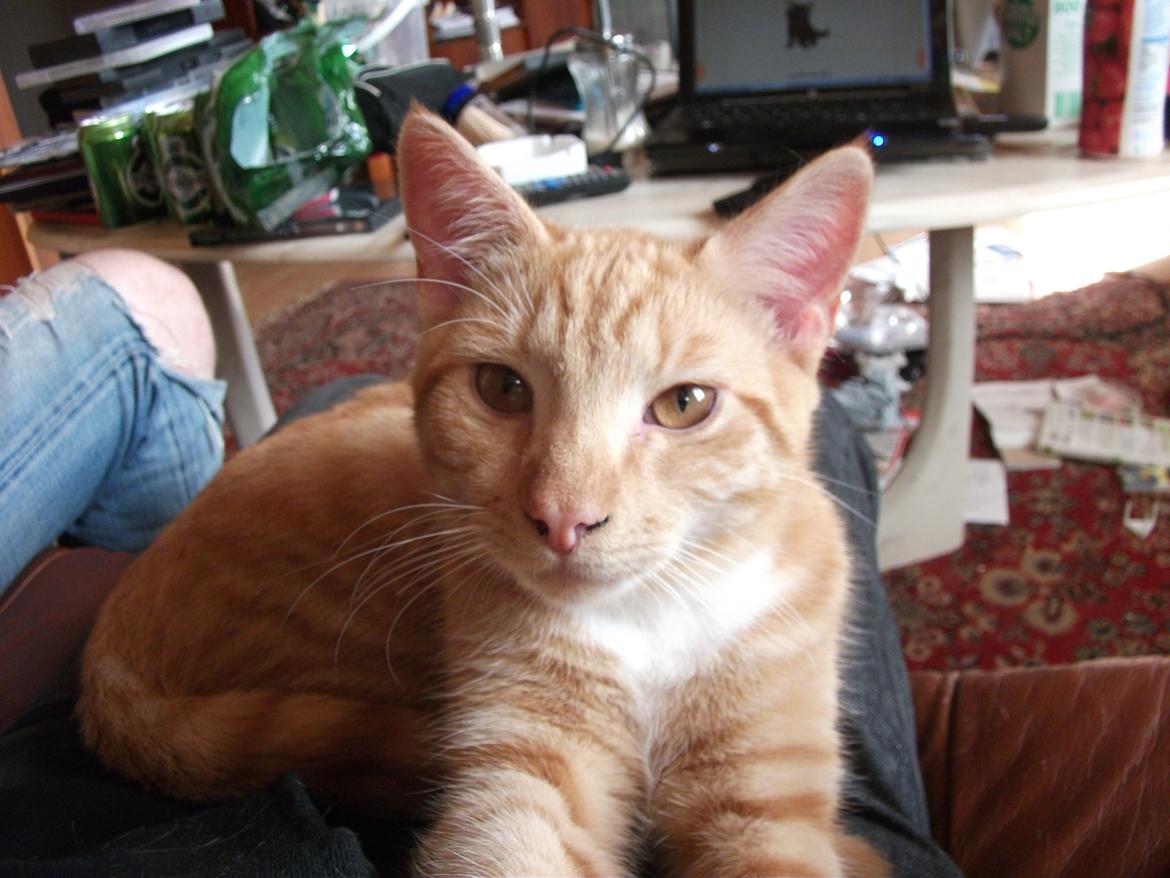 Huskat Oliver billede 8