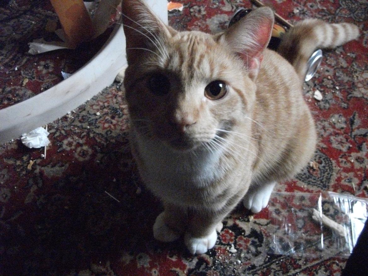 Huskat Oliver billede 9