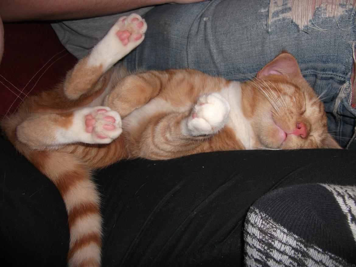 Huskat Oliver billede 10