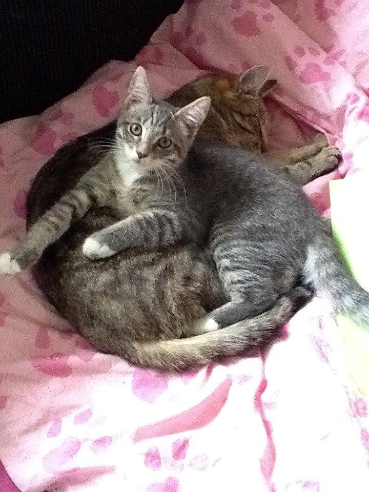 Blanding af racer Molly - Hun elsker speedy:-) billede 9