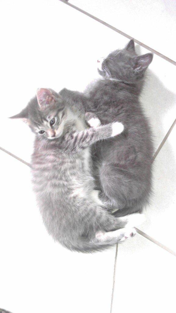 Blanding af racer Molly - Molly er den lyse, det er hendes søster.:-) billede 10