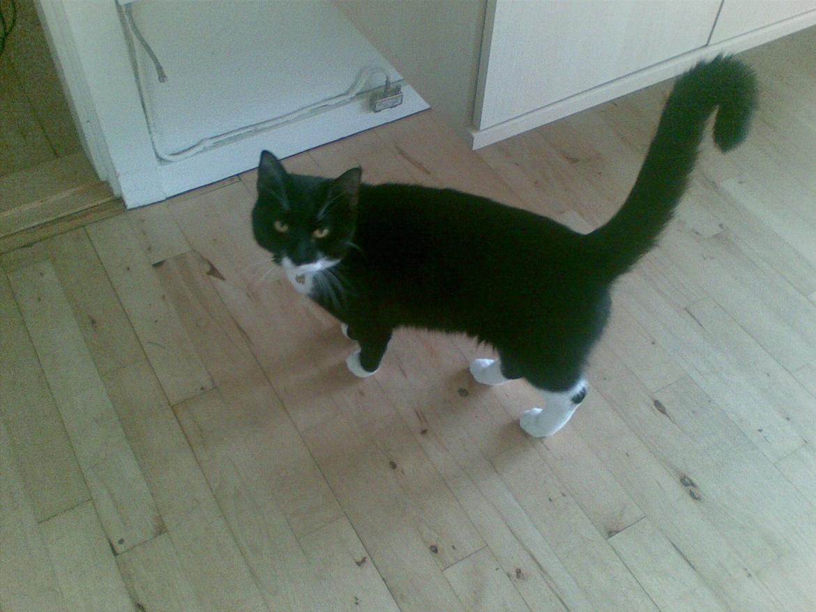 Blanding af racer Blackie billede 7