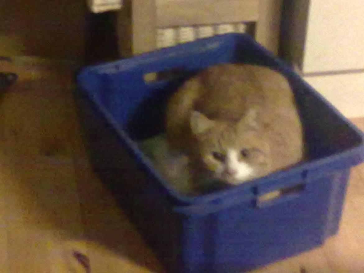 Huskat Laban billede 5