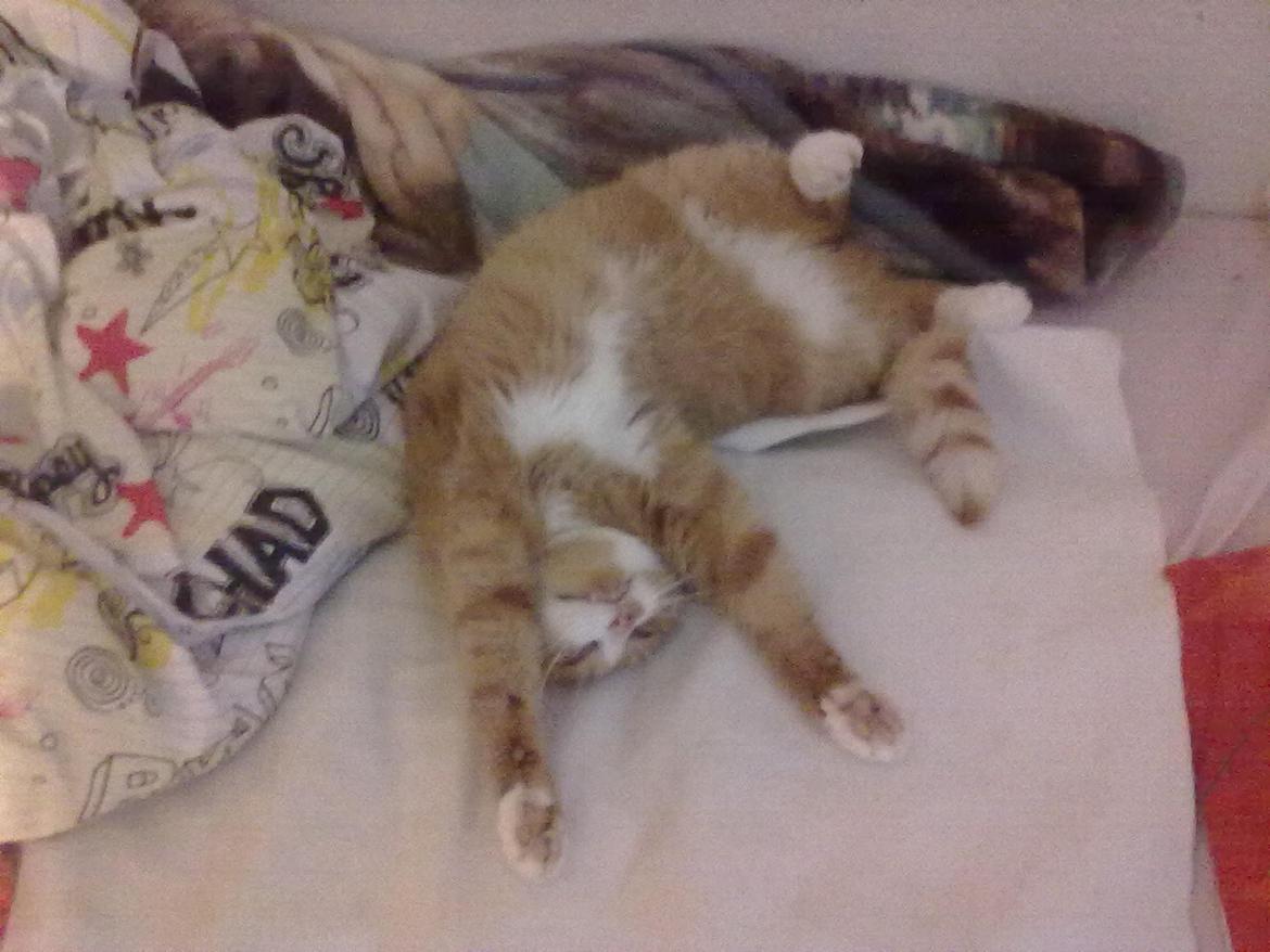 Huskat Laban - Rigtig hyggetrold :P billede 3