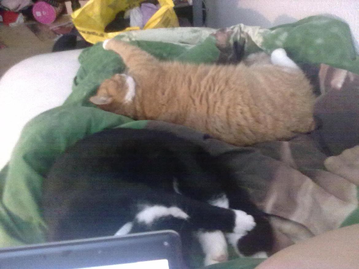 Huskat Laban - Dovne 1 og dovne 2 :P billede 9