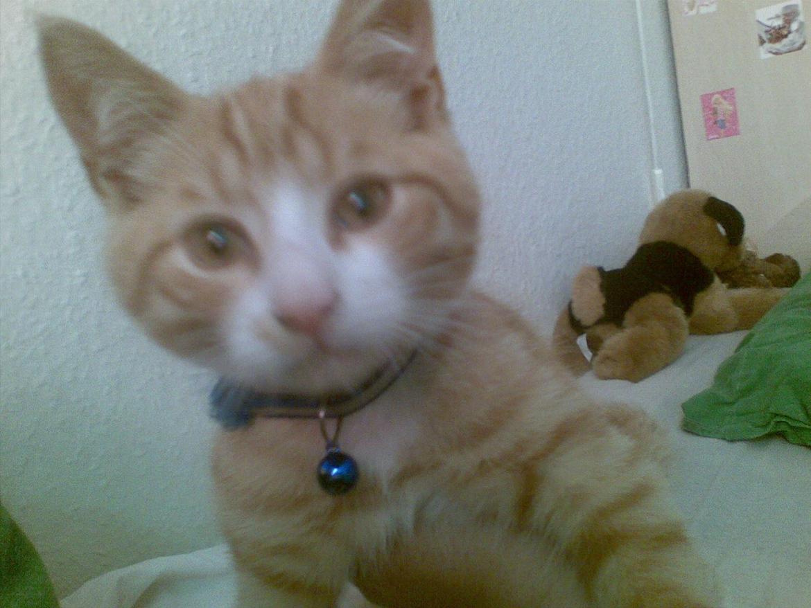 Huskat Laban - Som lille billede 11