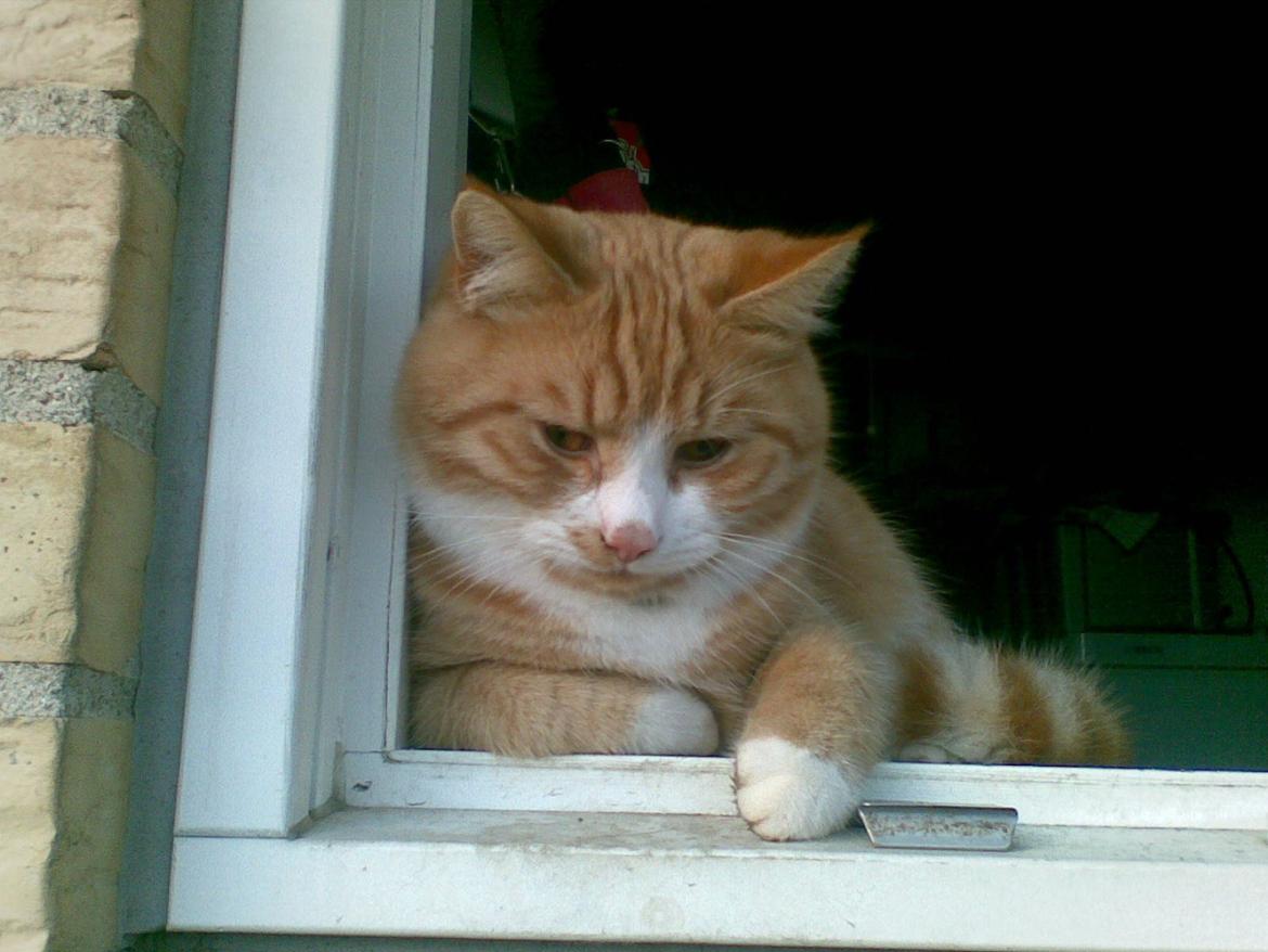 Huskat Laban - Elsker det billede! <3 billede 10