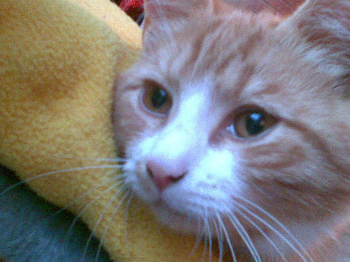 Huskat Laban billede 1