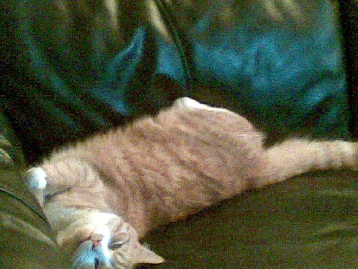 Huskat Laban billede 12