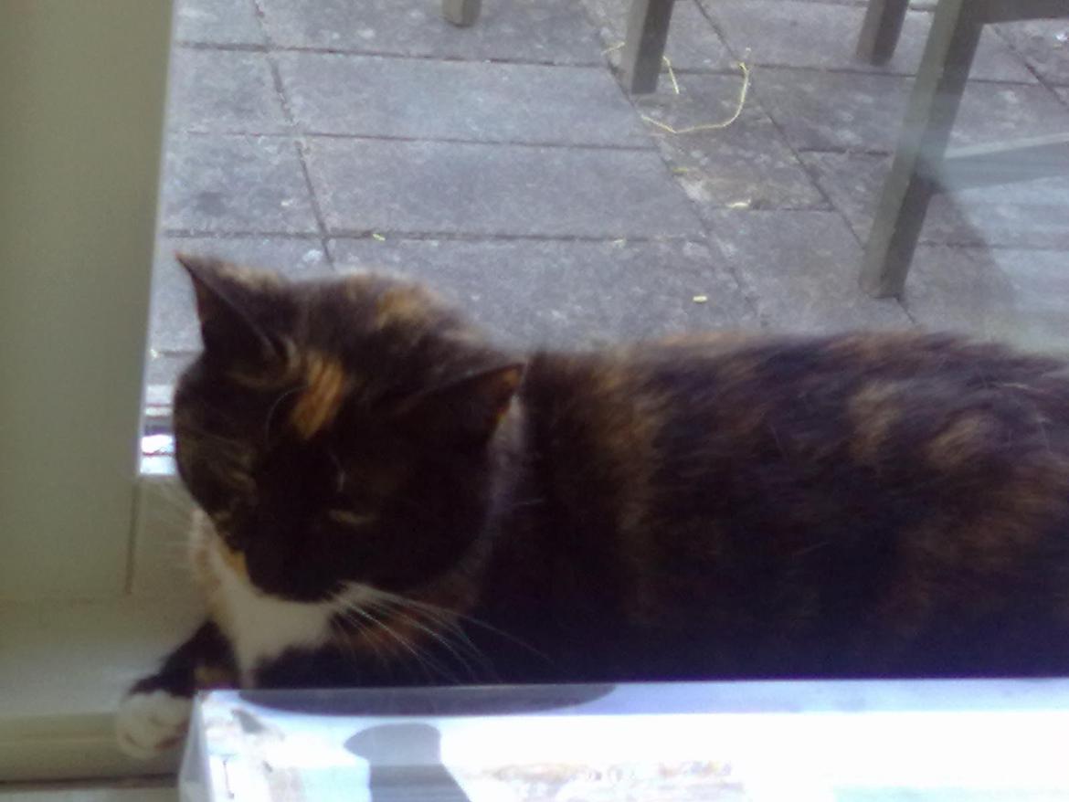 Huskat Sascha billede 2