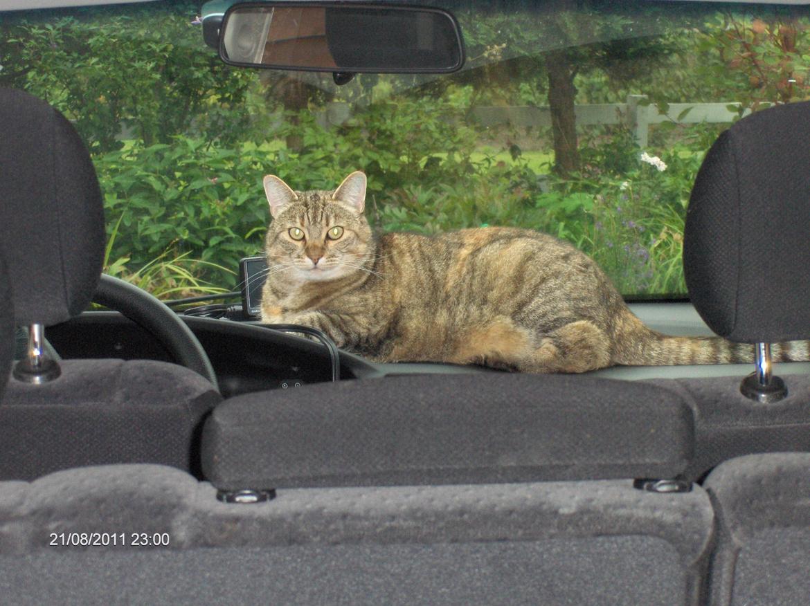 Huskat Tiger billede 1