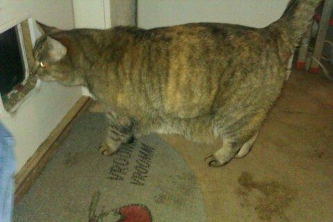 Huskat Tiger billede 4