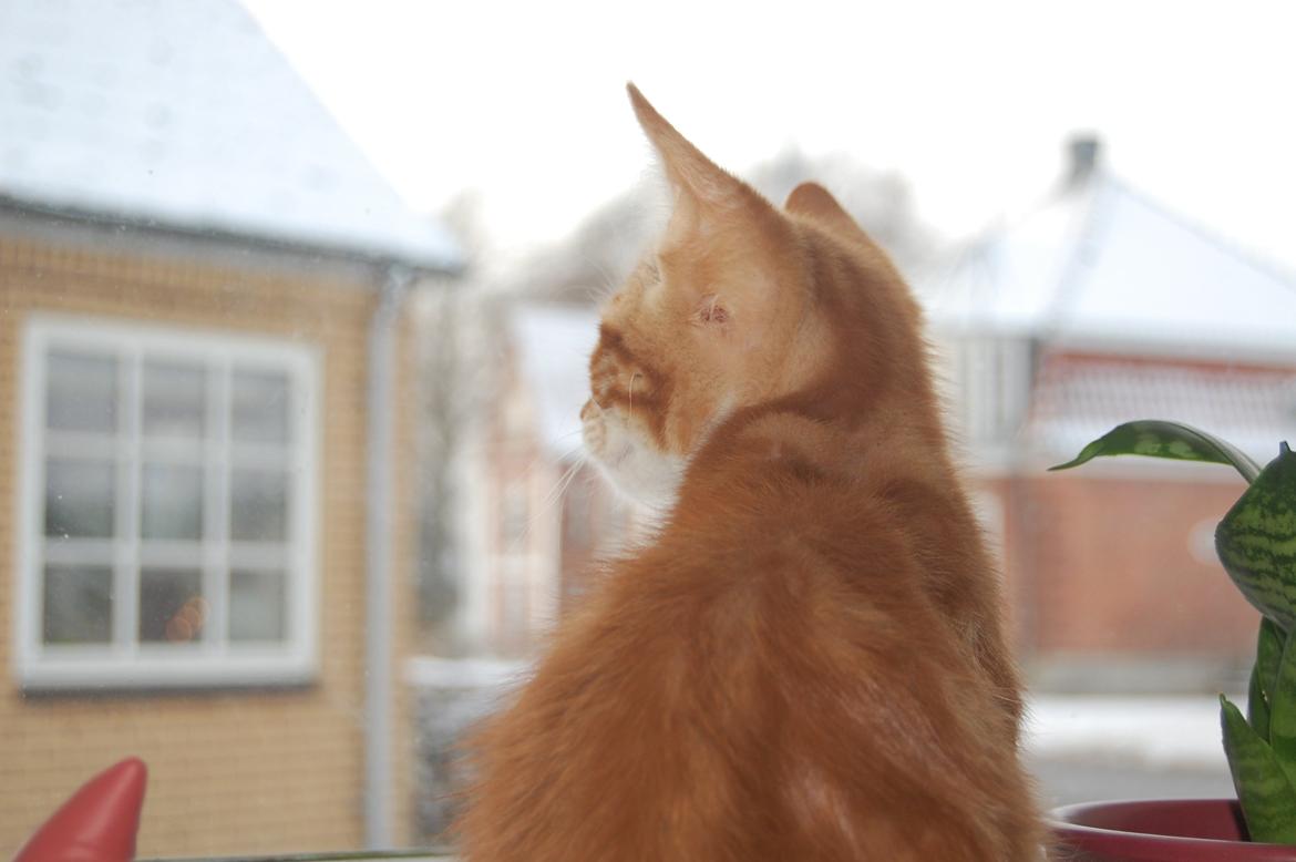 Huskat Liam billede 27