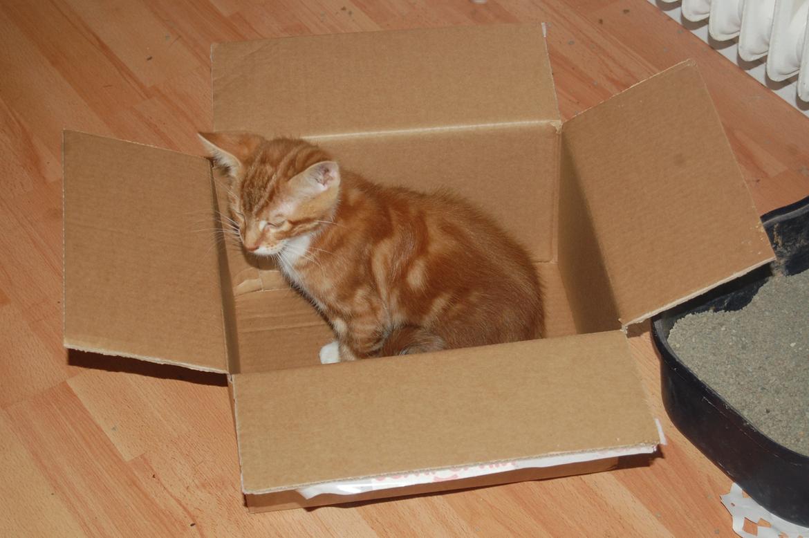 Huskat Liam billede 2