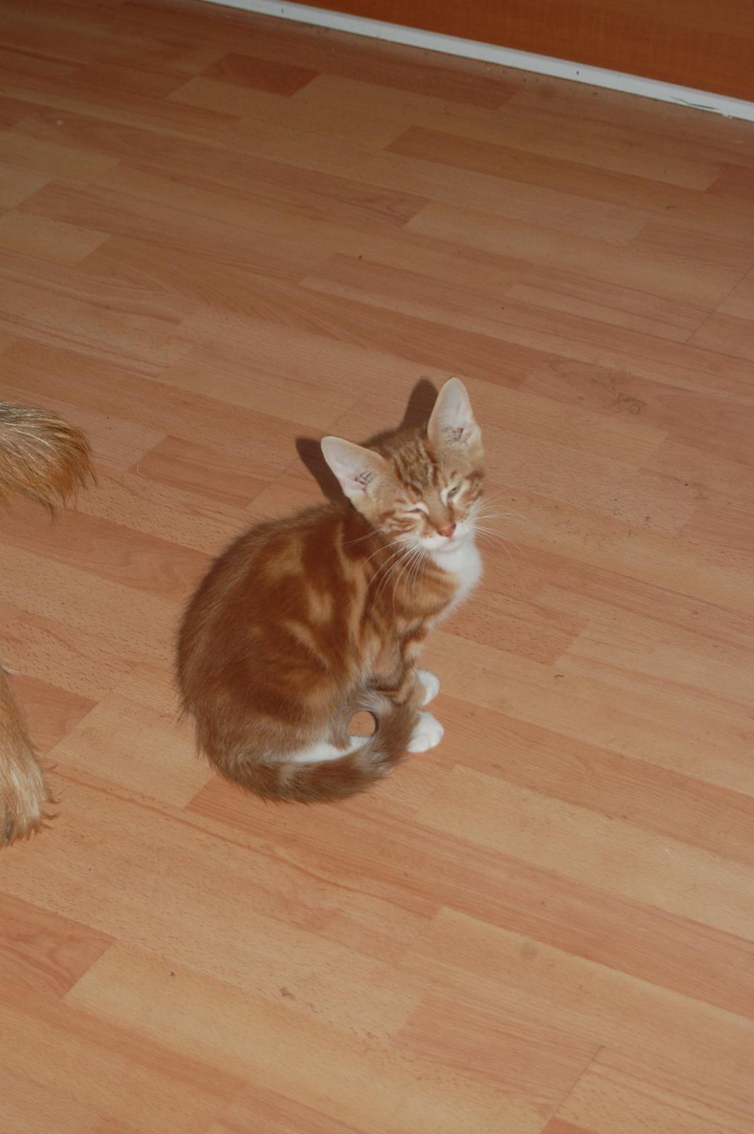 Huskat Liam billede 3