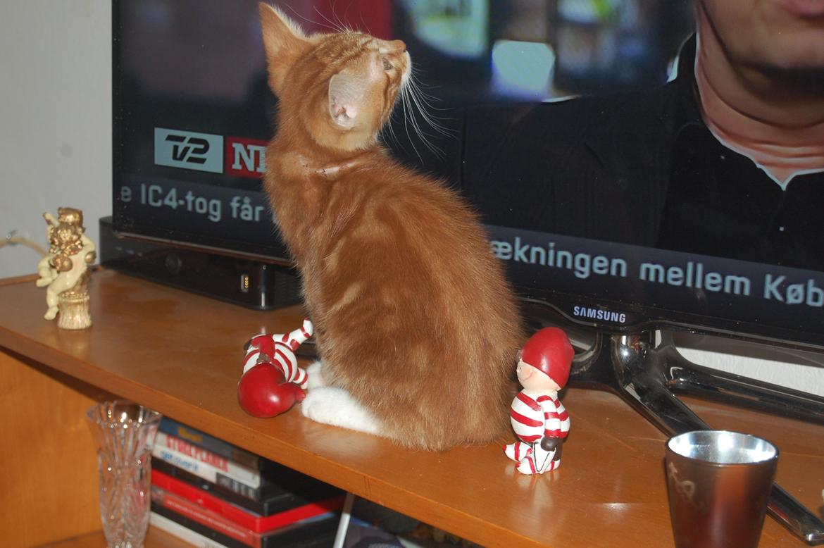 Huskat Liam billede 4