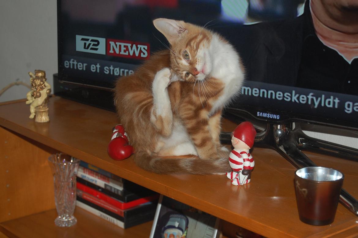 Huskat Liam billede 5