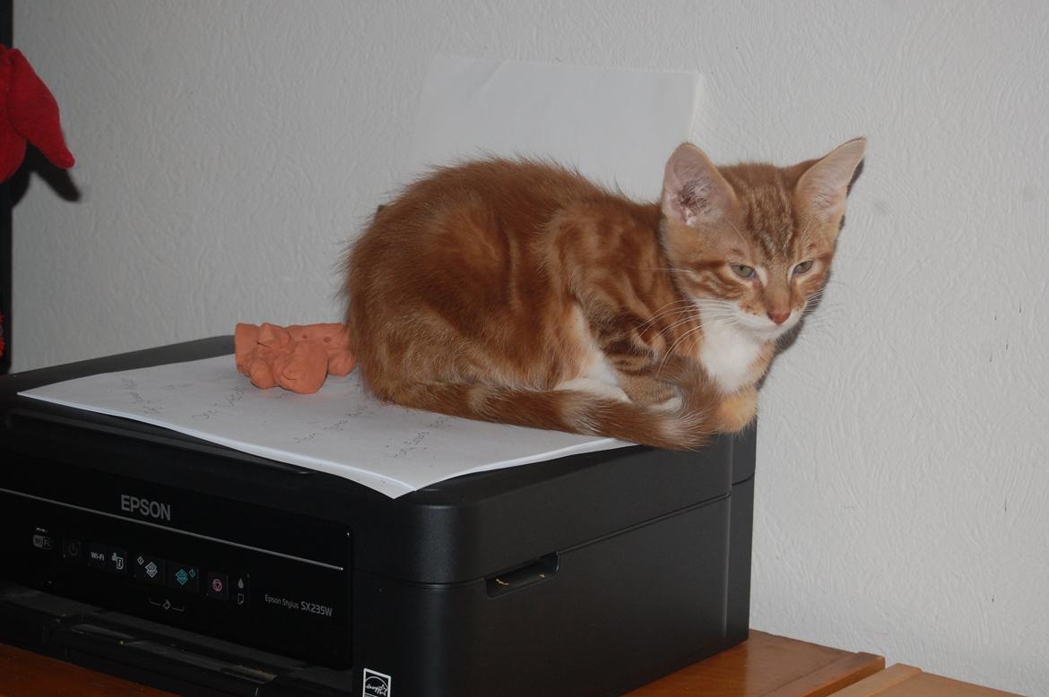 Huskat Liam billede 6