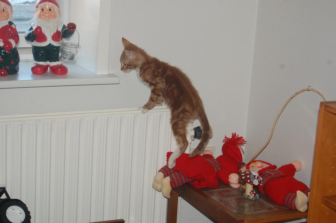 Huskat Liam billede 7