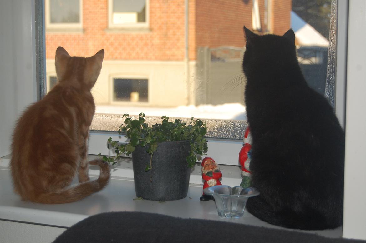 Huskat Liam billede 8