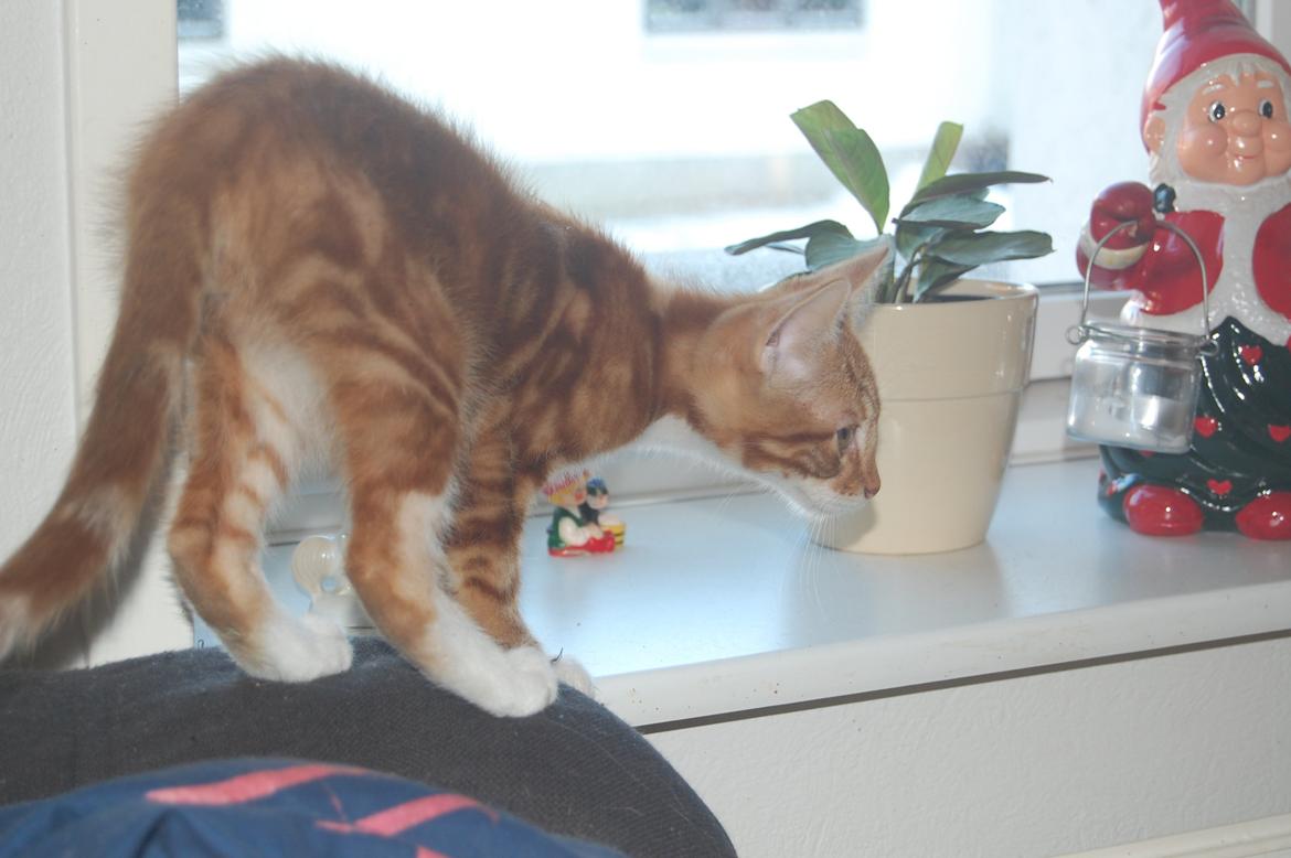 Huskat Liam billede 9