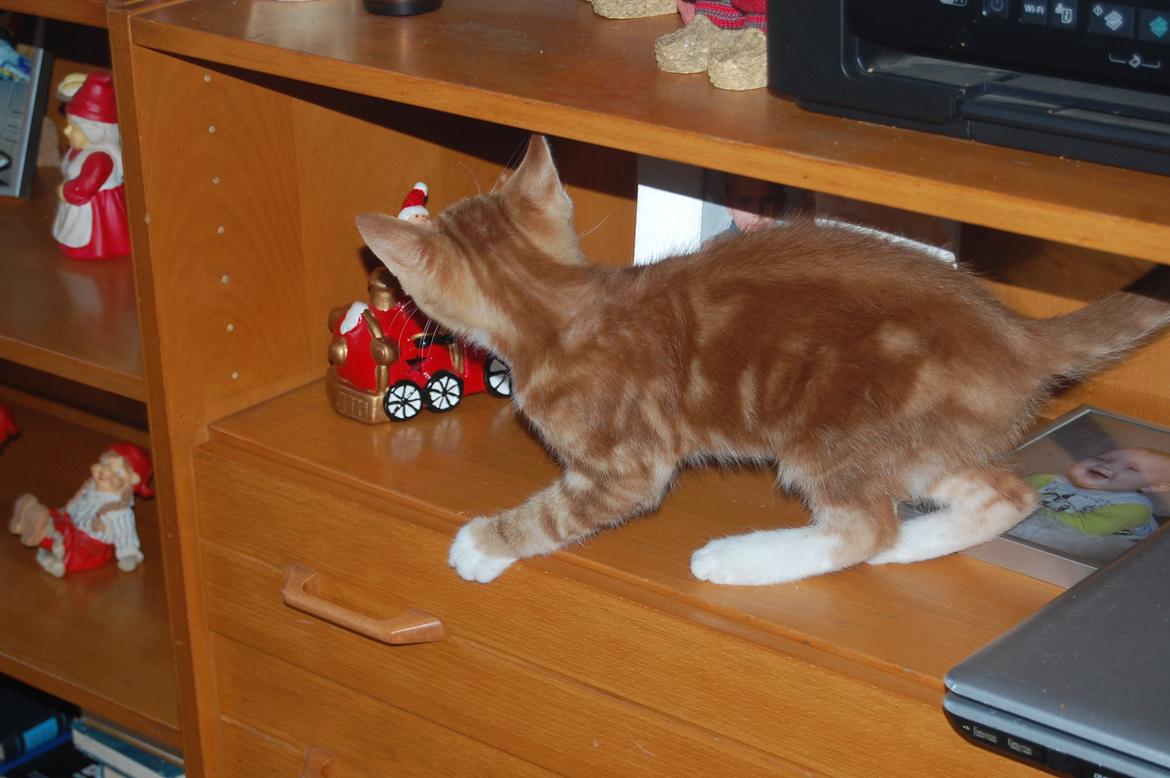 Huskat Liam billede 10