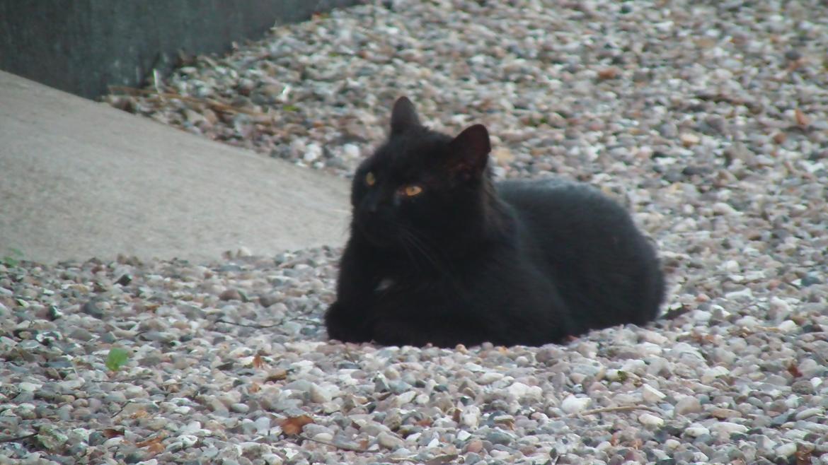 Huskat Freddy billede 1