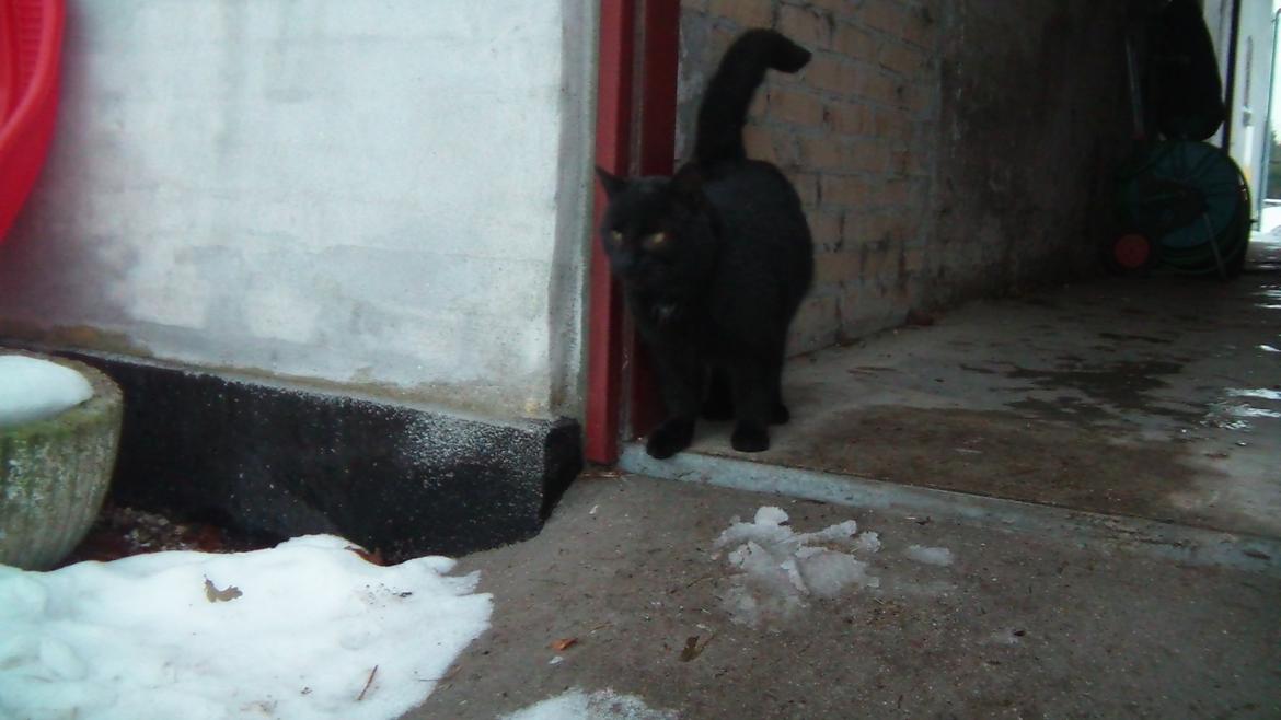 Huskat Freddy billede 2