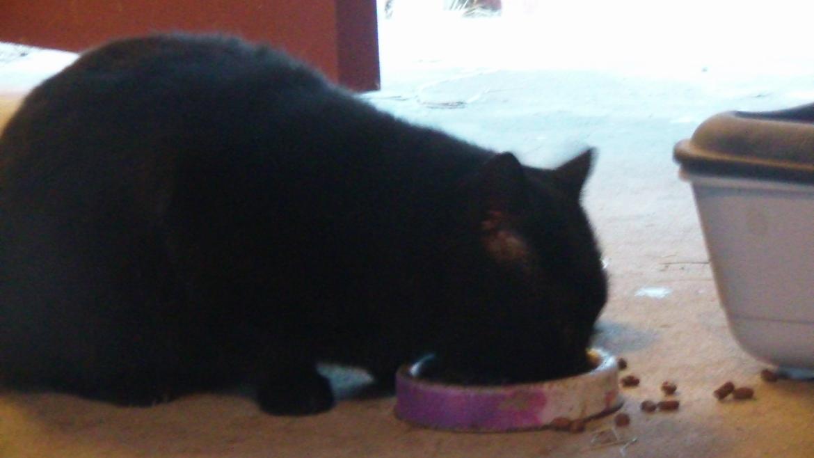 Huskat Freddy billede 3