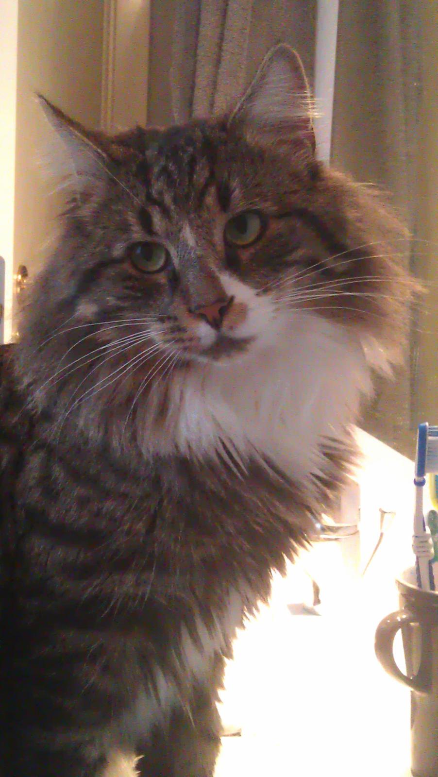 Norsk Skovkat Miv billede 1