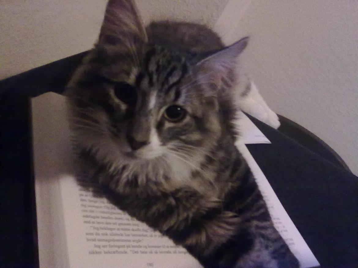 Norsk Skovkat Miv - Ikke nemt at læse bøger! billede 2