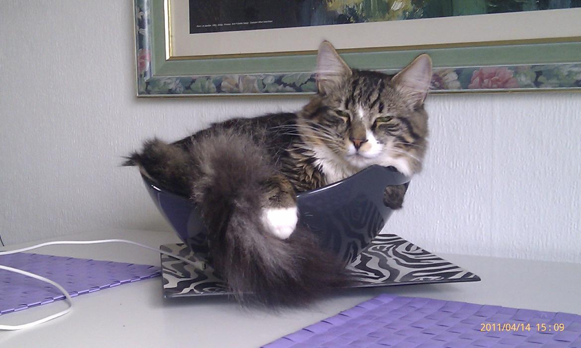 Norsk Skovkat Miv - Elsker skåle... Desværre er jeg blevet for stor:-( billede 3