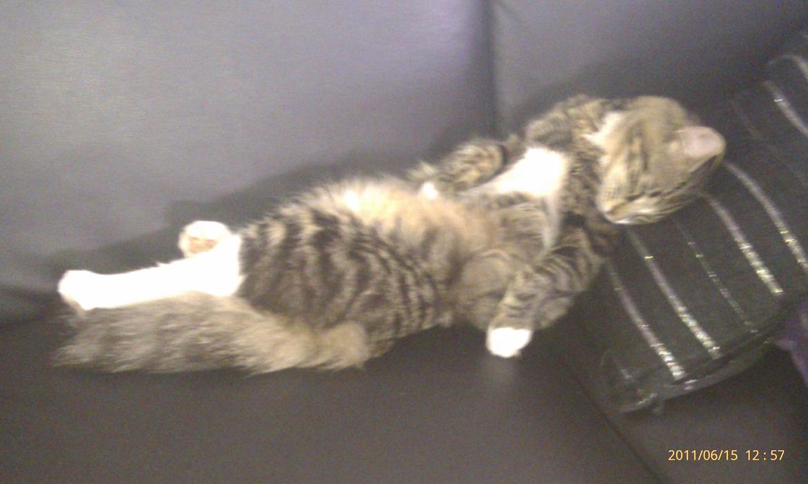 Norsk Skovkat Miv billede 4