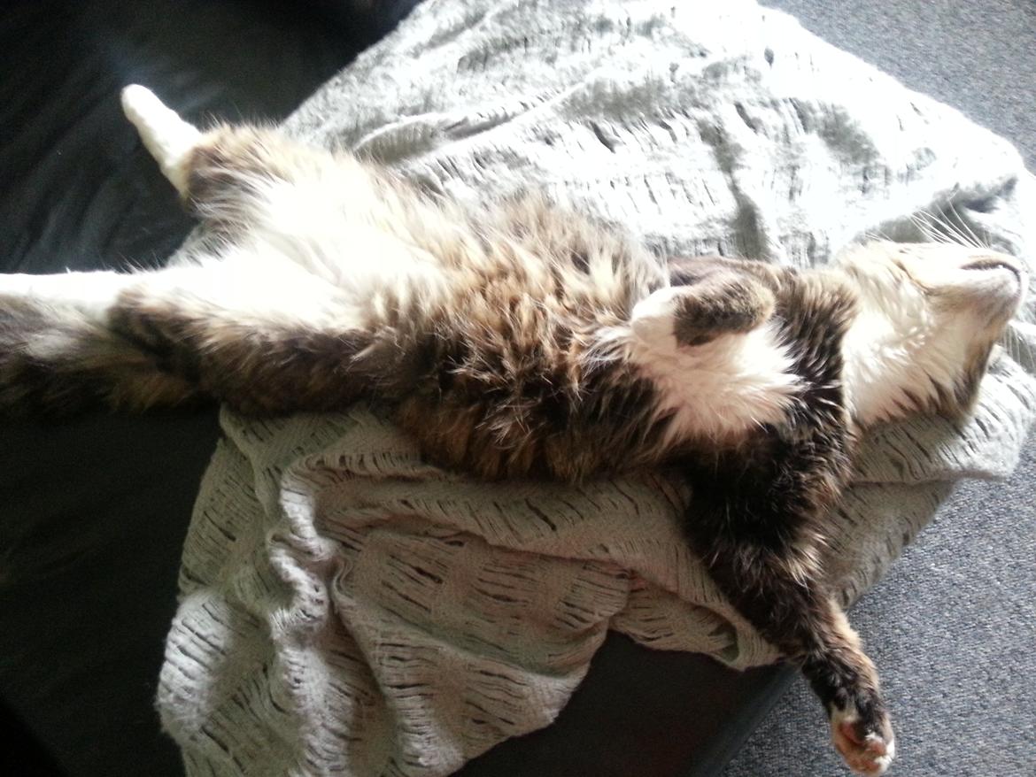 Norsk Skovkat Miv - Træt.... billede 6