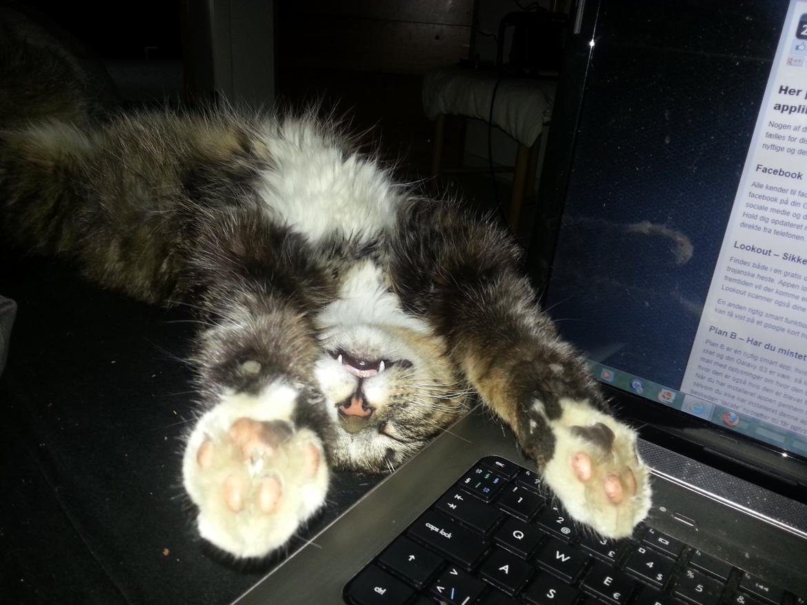 Norsk Skovkat Miv billede 7