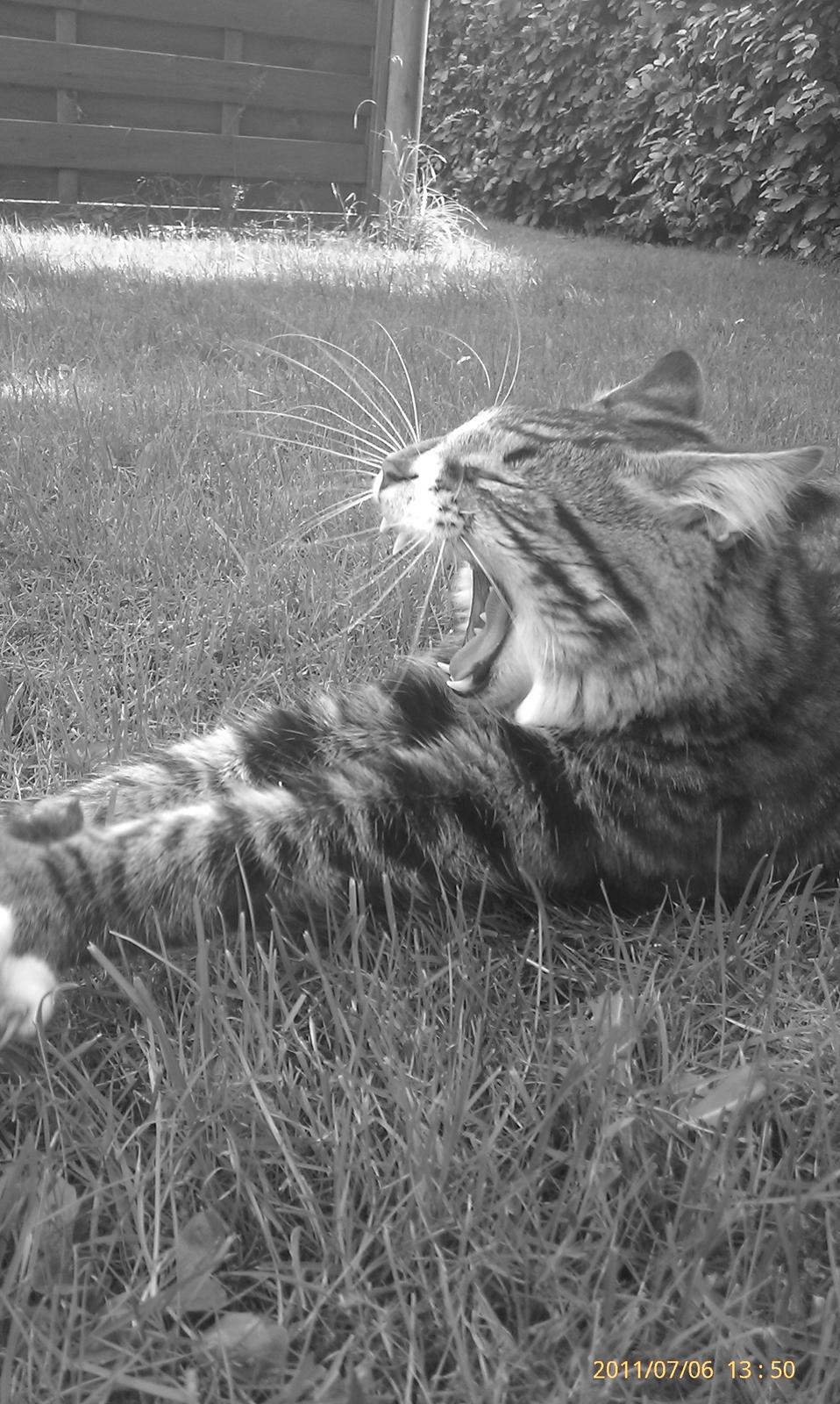 Norsk Skovkat Miv - Sommeren 2011.. Knap 1 år... billede 8